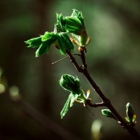 in the shadow :: Евгений Морозов