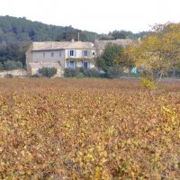 Виноградник осенью в Провансе  Франция :: Natalia Mixa 