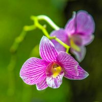 орхидея :: Dmitry i Mary S