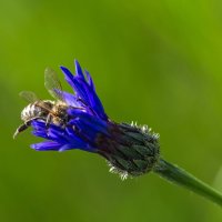 Пчелка :: Александр Земляной