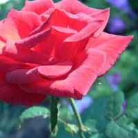 красная роза :: Юлия Кузнецова