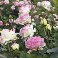 Biedermeier Garden Rose :: Сергей Мягченков