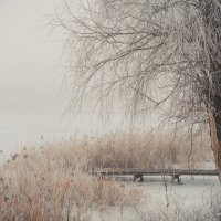 Туманное озеро :: Ольга Осадчая