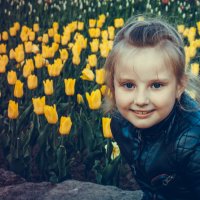 Желтые тюльпаны :: Александр Солдатченков