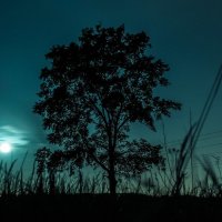 Night Tree :: Александр Мартовецкий