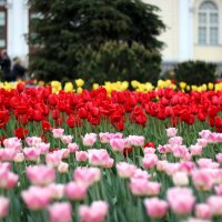 Ах, эти милые тюльпаны.. :: Инна Чеботарёва