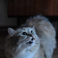 Кошка :: Наталья Кузнецова