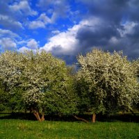 В заброшенном яблоневом саду... :: Юлия Шуралева
