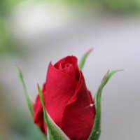 майская роза :: Veronika Gug