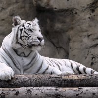 Белый тигр. :: Наталья Чернова