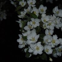 Яблоня цветет. :: Vladikom 