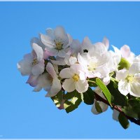 Яблони цветут :: Светлана Кузина