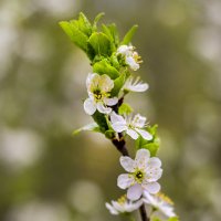 Spring :: Olga Moskvitina