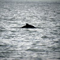 Дельфин :: Виталий Кулешов (kadet.www)