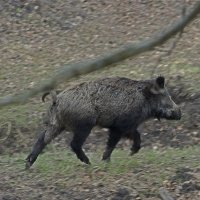 Фотоаппарата испугался... :: Тарасенко Владимир 