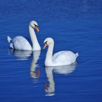 Белые птицы на синей воде :: Алена Щитова