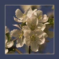 Яблони в цвету, весны творенье, яблони в цвету, любви круженье... :: Weles 