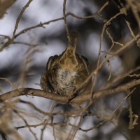 Дает понять о своем нежелании фотографироваться! =) :: Богдан Петренко