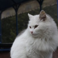 Кот живущий в парке :: Антон Скоморохов