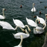Цюрихское озеро и ненасытные лебеди:)) :: Maria 