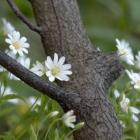 Весна в лесу :: Светлана Тишкова