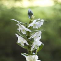 Белая орхидея :: Aнна Зарубина