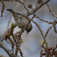 Воробушек :: Анастасия 