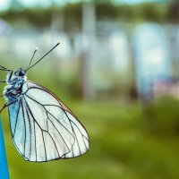 Butterfly... :: Тони Ленон