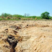 усохший берег (недавно здесь была вода) :: Елена Познокос