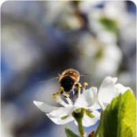 Пчелка :: Анна Окунева
