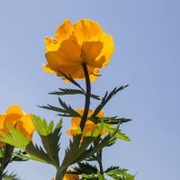 Зацвели жарки (купальница алтайская, огоньки, купавки) :: Светлана 