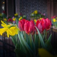 Spring flowers :: Игорь Гринивецкий