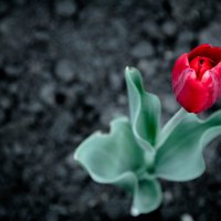 одинокий тюльпан :: Саша Дикарева