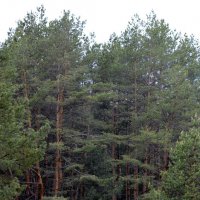 лес :: Павел Савенко