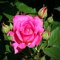 Розы из монастырского сада 4 :: Владимир Бровко