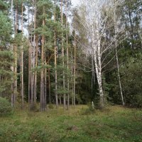 лес. :: Александр Жизняков