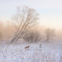 Декабрьский пейзаж с розовым туманом и рыжей собачкой :: Алексей Жук 