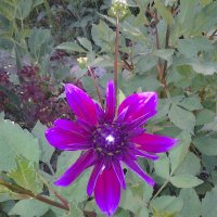 Цветочек в саду у друга на даче :: Сергей Васильевич