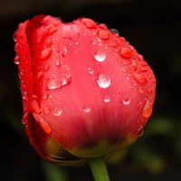 Тюльпан после дождя :: Мария Зайцева
