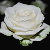 белые розы :: Виолетта Кустовская