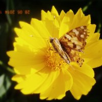 Цветок и бабочка :: Лика Кулиш
