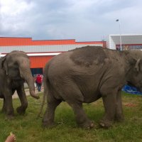 Слоны в Бобруйске :: Yuliya Kalinovskaya