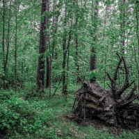 лес :: Аркадий Алямовский