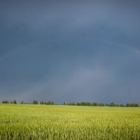 Rainbow :: Veronika Mischenko
