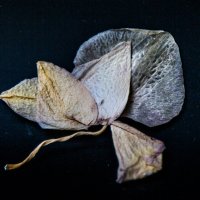 орхидея -увядание :: Надежда Воловая