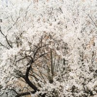 Белое как снег :: Лидия Орембо