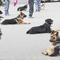 Собаки :: Светлана ~~~