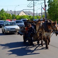 Санитары городских джунглей :: Владимир Васильев