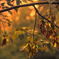 Осенние листья :: SmartDaniel 