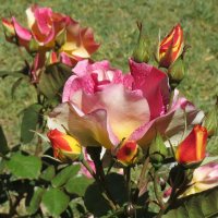 park   roses :: Svetlana 